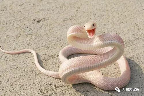 和平精英新宠物最新爆料蛇蛇,神秘蛇形伙伴即将加入战场