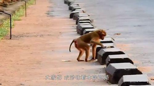 猴子爆料最新消息视频,揭秘最新视频背后的惊人真相